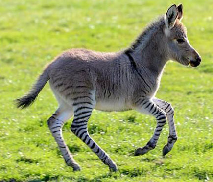 A hybrid of a donkey and a zebra